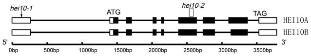 File:Figure 2.Organization of the HEI10 gene and protein alignment.jpg