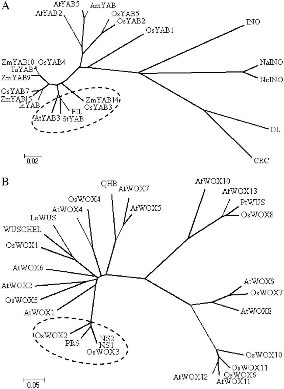 Figure 1. Phylogeny analysis of YABBY and WOX families.jpg