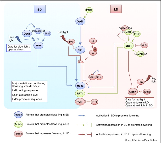 File:Molecular network.jpg