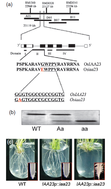 Figure 2. Map-based cloning and complementation test of OsIAA23.jpg