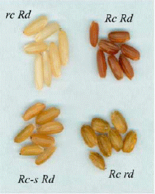 Clip image0021.gif