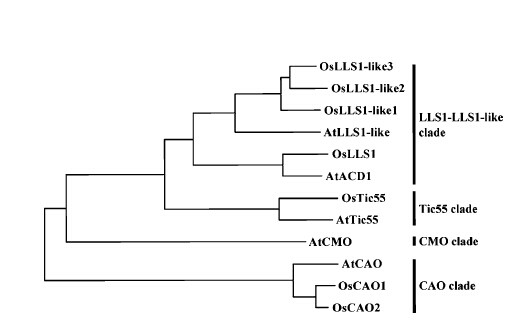 Figure 10.Phylogeneic trees of the proteins containing the conserved Rieske [2Fe–2S] binding site from rice and Arabidopsis