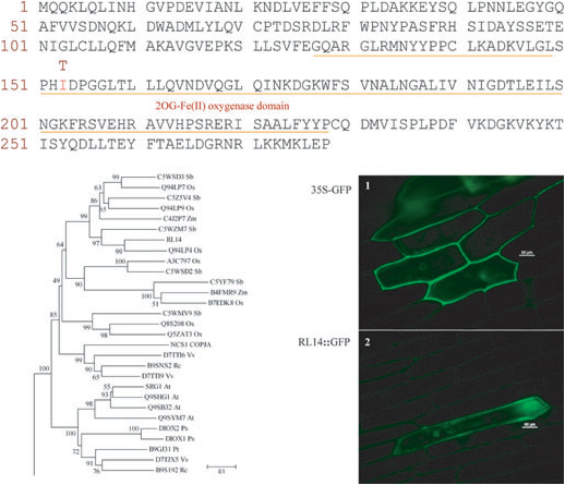 File:Phylogenetic analysis and subcellular localization of RL14 protein.png