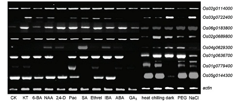 Pcr2.jpg