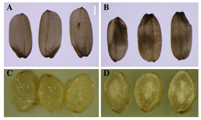 File:117-Os09g0529700.png
