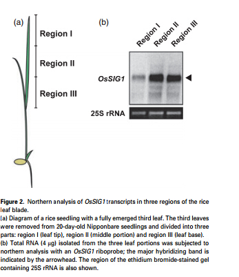 Figure 2.jpg