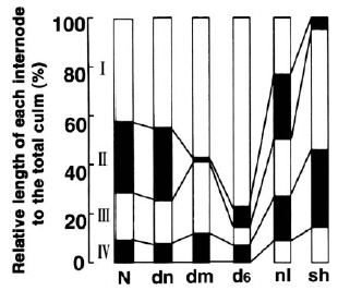 File:The relative length of each internode to the total culm.png