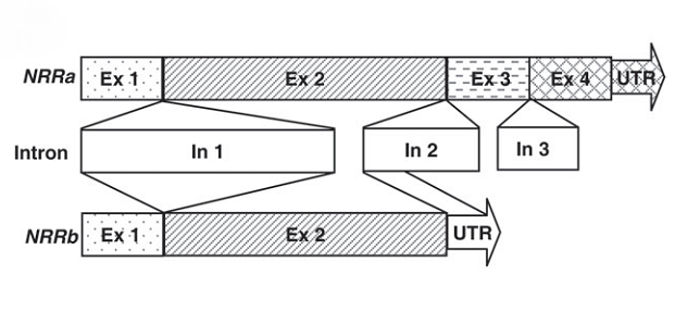 File:Alternative splice.png