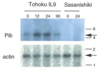 Figure2 expression.jpg