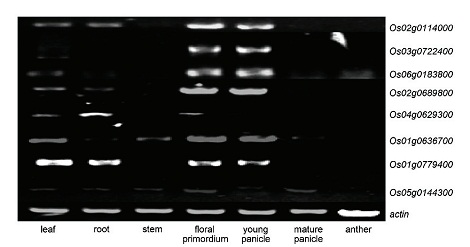 Pcr1.jpg