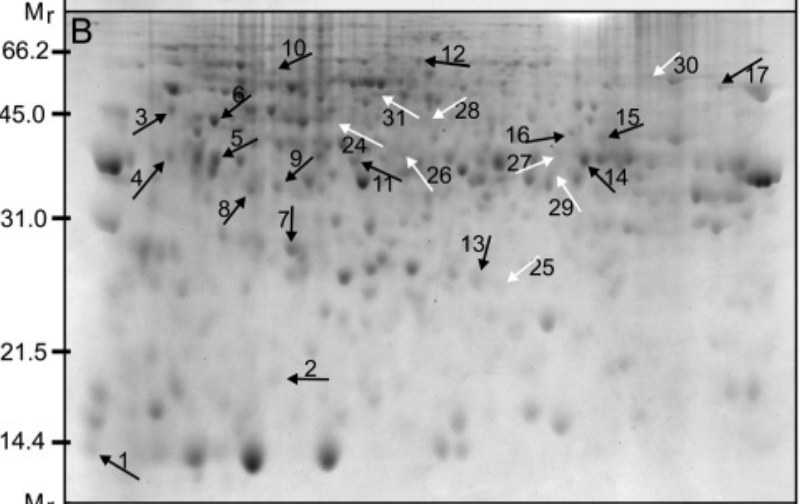 IC4R009-Proteomic-2007-17385905-f3b.png