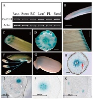 OsPIN1 expression in different tissues.jpg