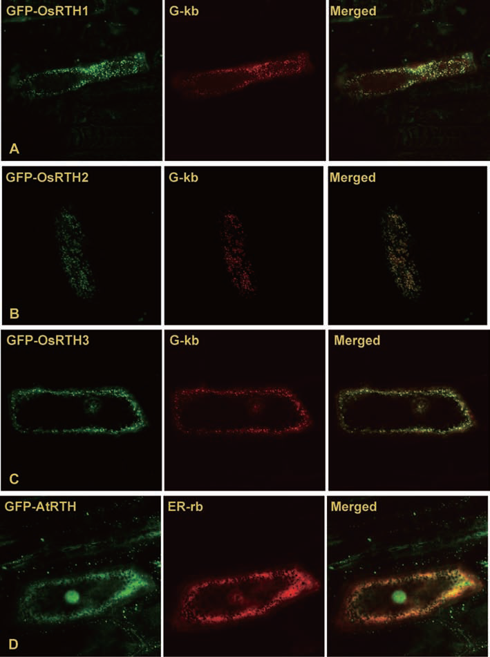 Fig. 3 GFP.png