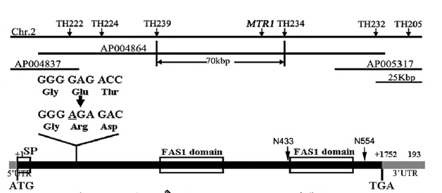 File:MTR4.jpg