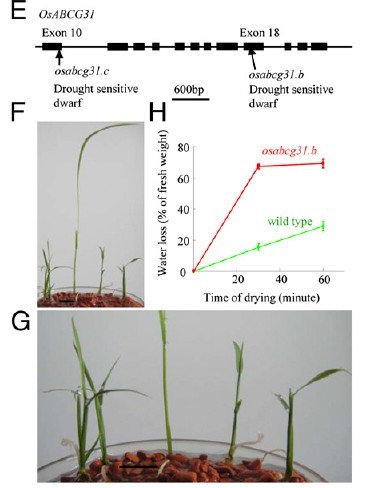 File:OsABCG31 mutant1.jpg