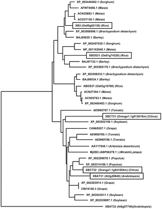 Figure 1.. Phylogenetic analysis of the XB3 family .png