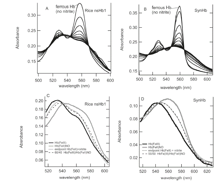 " Reaction of rice nsHb1 and SynHb with nitrite. The spectral changes associated with Rice nsHb1 [1]).