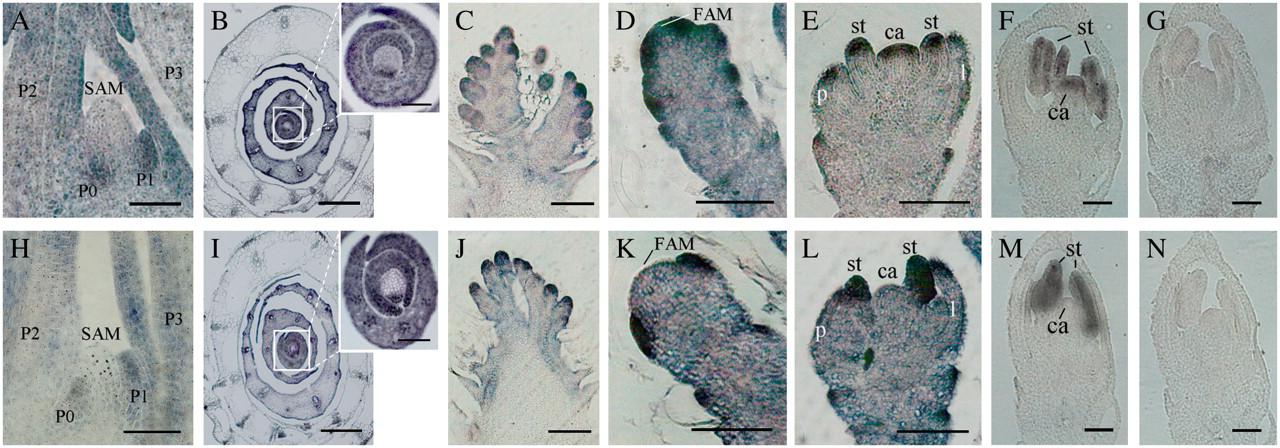 In situ detection of YAB3 and WOX3 transcripts.jpg