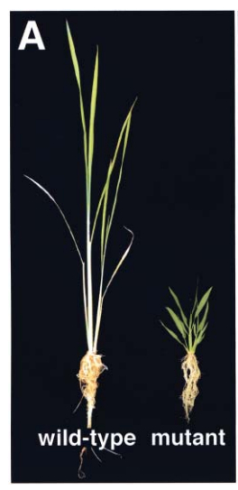 File:Fig.2 OsGA20ox1.jpg