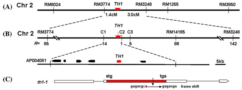 File:GCFig.6.jpg