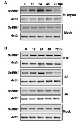 Figure1A 1B.jpg