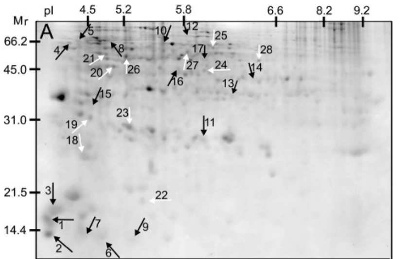 IC4R009-Proteomic-2007-17385905-f2a.png