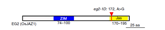 Eg-3.jpg