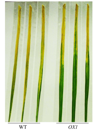 File:Fig.1.png