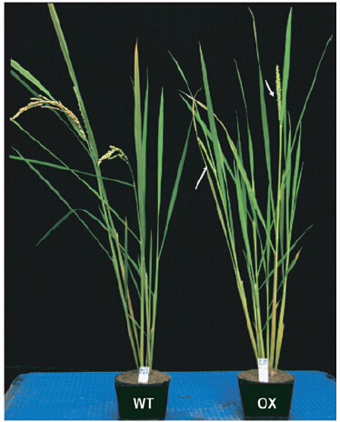 File:Fig2b.jpg