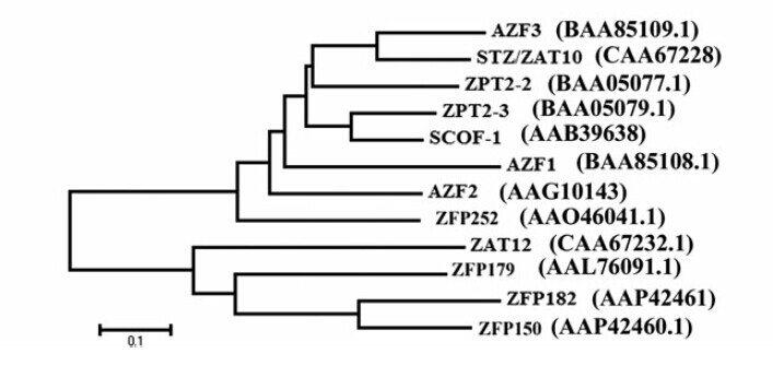 File:ZFP252 4.jpg