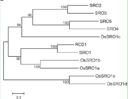 File:OsSRO1c phylogenic1.jpg