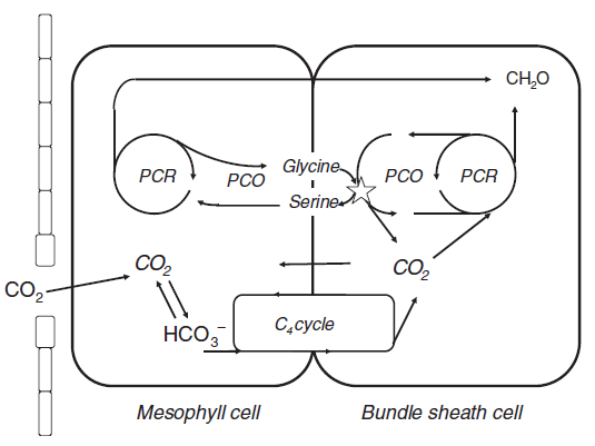 File:IC4R005-Phenomics-2009-11089458-f2.png
