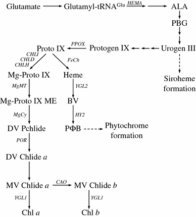 File:Shijc-Os03g0395000-Fig1.gif