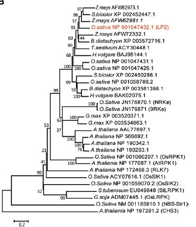 File:LP2 phylogenetic01.jpg