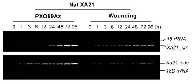 File:Xa21-2.jpg