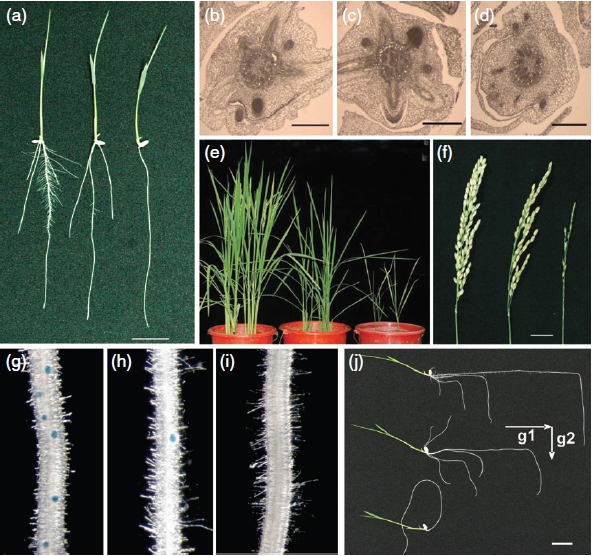 Figure 1. Characterization of the mutant.jpg