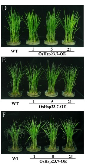 File:OsHsp23.7 expression2.jpg