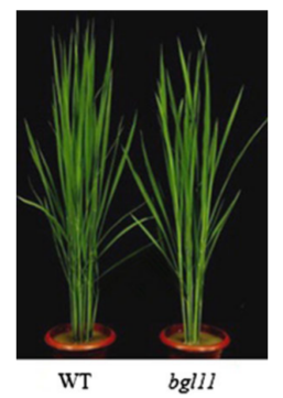 File:133-Os11g0592900 .png