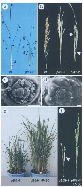 Rice 111.jpg