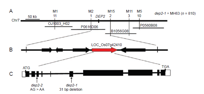 File:Map-based cloning of the DEP2 gene.png