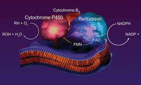 Function of cytochrome b5