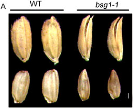 File:GCFig.9.jpg