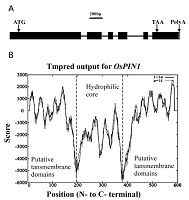 Gene structure and characterization of OsPIN1(1).jpg
