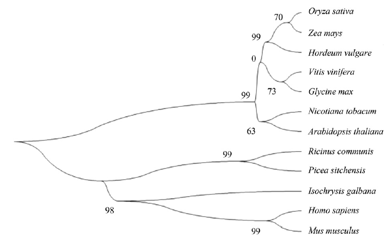 File:Os04g0610800-2.png