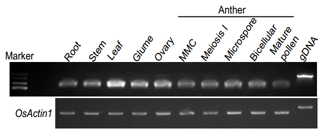 File:Supplementary fig 9.png