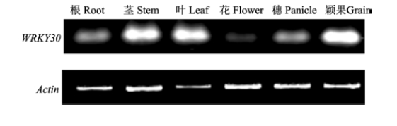 File:Fig.9.jpg