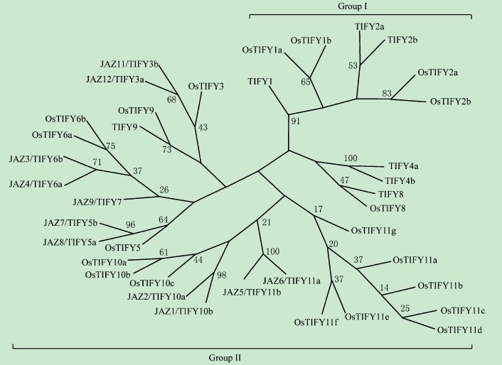 File:OsTIFY phylogenic1.jpg