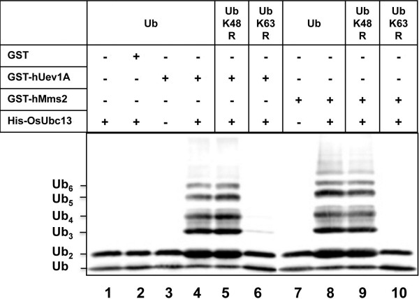 File:12284 2012 18 Fig4 HTML.jpg