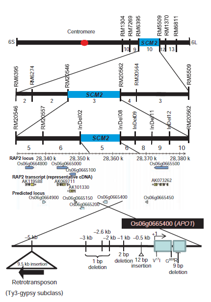 Location and gene structure of SCM2.png
