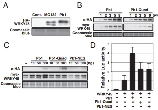 File:Pb1 figure 5.jpg